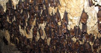 Conservationists Help Bats Grow Accustomed to Their New Man-Made Cave