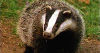 UK officials and conservationists go to court over plan to kill badgers