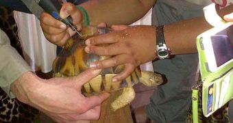Conservationists engrave a code onto a ploughshare tortoise's shell
