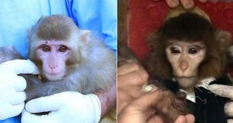 Conspiracy Theory: Iran's Space Monkey Changed Its Looks While in Orbit