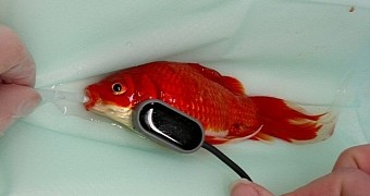 Vet in the UK operates on constipated goldfish