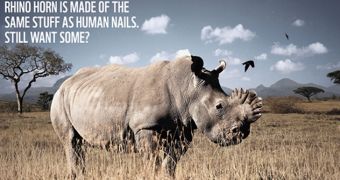 Consuming Rhino Horn Is No Different than Chewing Toenails, Ad Says