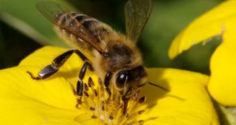 Contaminated pollen is killing bees, researchers argue