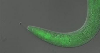 This tiny worm became temporarily paralyzed when scientists fed it a light-sensitive material, or "photoswitch," and then exposed it to ultraviolet light