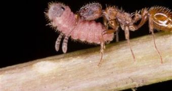 Ant worker carrying parasite caterpillar to the nest