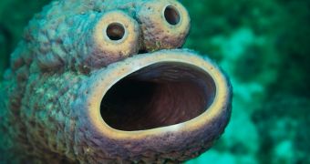 Divers stumble upon the Cookie Monster of the Sea while exploring the Caribbean
