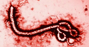 Reseachers say it might be possible to use copper and copper alloys to prevent the spread of the deadly Ebola virus