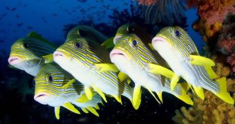 Noise pollution makes it difficult for coral reef fish to find their homes
