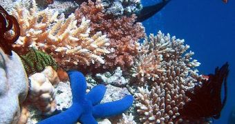 Biodiversity of a coral reef