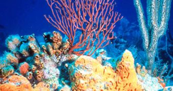 At a CO2 level of 750 ppm in the atmosphere, coral reefs will begin to disintegrate in the water