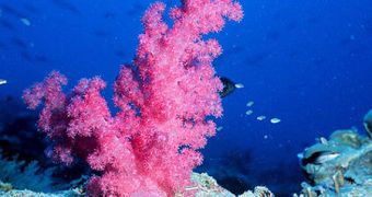 Old corals are disappearing, with new ones taking their place, a recent study shows