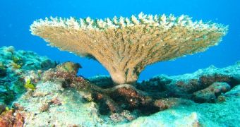 Beautiful coral species could go extinct because of human activities and global warming