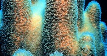 Corals May Be Able to Survive Human Influence