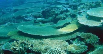 Pacific reefs may have found a way to ensure the survival of their species
