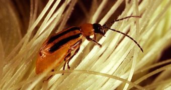Cornfields Have Predatory Bugs' Protection