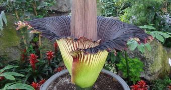 Corpse flower blooms in Canada, hundreds line up to catch a sniff (click to see full image)