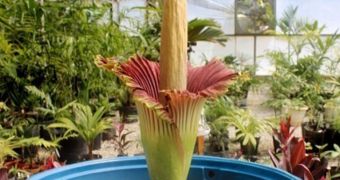 Corpse Flower: World's Largest and Smelliest Flower Blooms