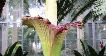 Corpse Flower in Washington, DC is beginning to close its bloom