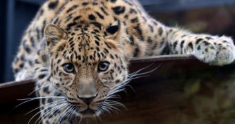 Costa Rica wants to close all government-funded zoos