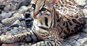 Costa Rica: the First Latin American Country to Ban Hunting as a Sport