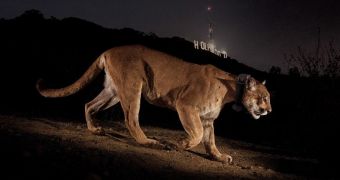 Photographer Steve Winter snaps picture of cougar living in Los Angeles