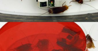 The tiny robots changing cockroaches' behavior