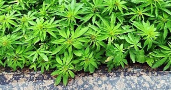 Council Accidentally Plants Marijuana in City Center Flowerbeds