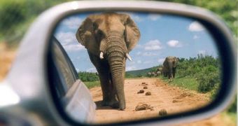 Surveying elephants in natural parks can take up a lot of resources