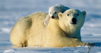 ExxonMobil and Rosneft are looking for people to count polar bears around Kara Sea
