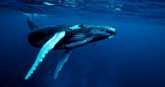 NOAA is looking for volunteers willing to count humpback whales in Hawaiian waters