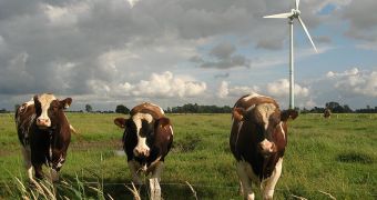 Livestock ignore wind turbines and continue to graze just like they did before wind turbines were installed