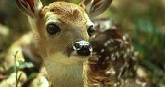 Couple faces jail time for the crime of nursing an injured deer back into health