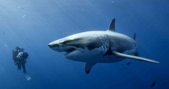 Court in Western Australia rules there is no reason to halt the ongoing shark cull