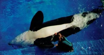 Court of apeals rules against SeaWorld, says trainers must not directly interact with whales