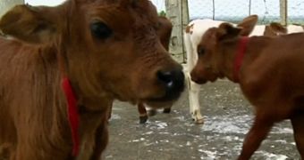 Cow delivers four calves in Cuba