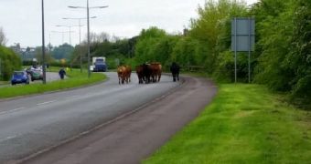 Eight cows ran loose on the streets of Bradley Stoke