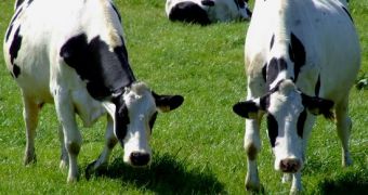 Researchers document the ecological footprint of the meat and dairy industry