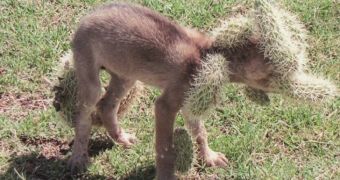Coyote pup needs help after running headfirst into a cactus