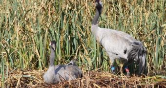 Cranes Nest in South England for the First Time in 400 Years