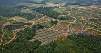 Forest fragmentation threatens natural ecosystems, Greenpeace says