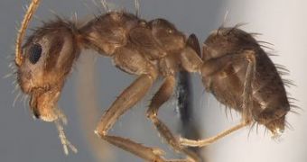 Crazy ants are taking over the southeastern US, specialists warn
