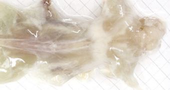 Creepy Transparent Mouse Even Has See-Through Organs