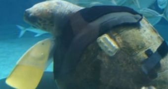 Crippled loggerhead turtle gets prosthetic limbs made from rubber