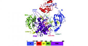 Critical Gene-Silencing Protein Reveals Its 3D Structure