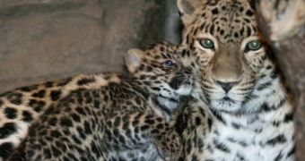 Baby Amur leopard born at Denver Zoo this past December 3
