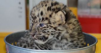 Female Amur leopard living at Jacksonville Zoo delivered a litter of two this past November 16