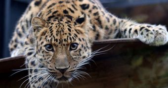 Breeding population of critically endangered Amur leopards documented in China