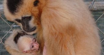 Conservation center in California welcomes baby gibbon