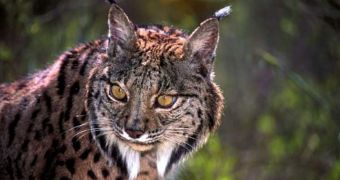 Iberain lynx has its ovaries and embryos removed by scientists in an attempt to save the species from going extinct