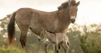 Port Lympne Wild Animal Park welcomes rare Przewalski's foal